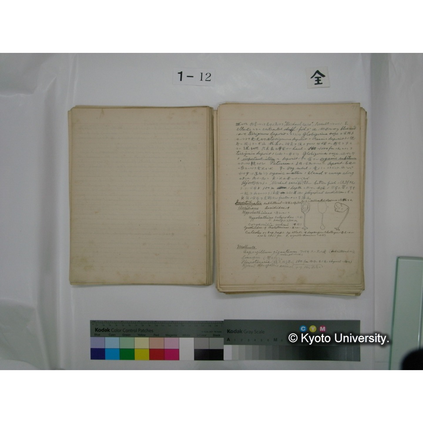 (水生生物) [直筆原稿] / (川村多實二) (37)