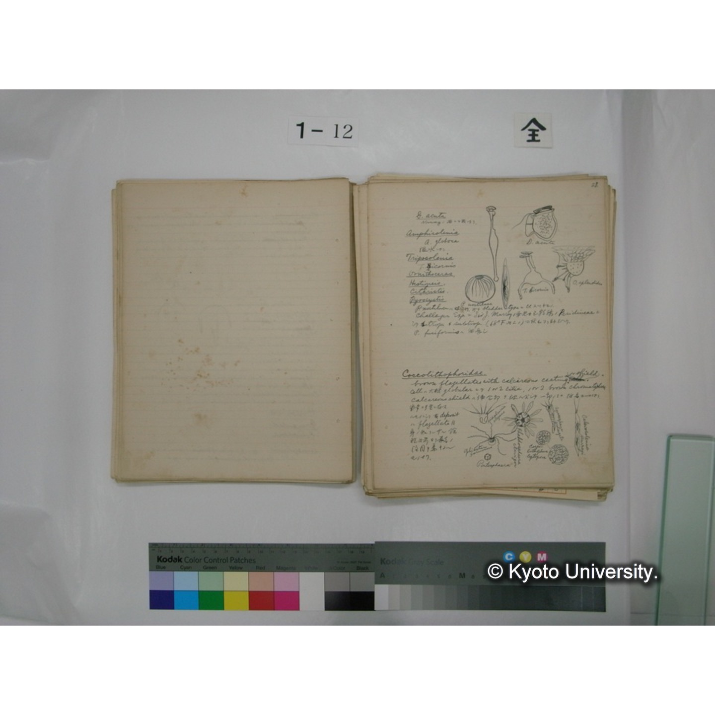 (水生生物) [直筆原稿] / (川村多實二) (47)