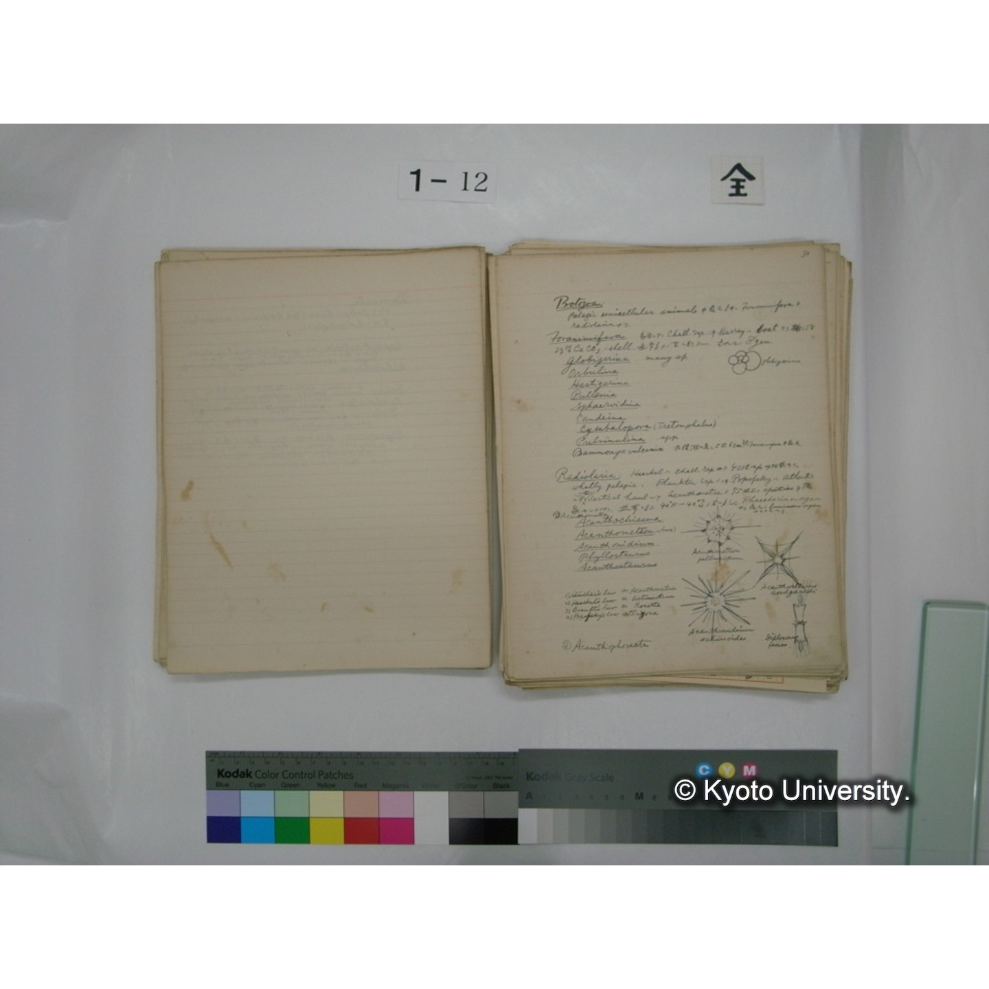 (水生生物) [直筆原稿] / (川村多實二) (50)