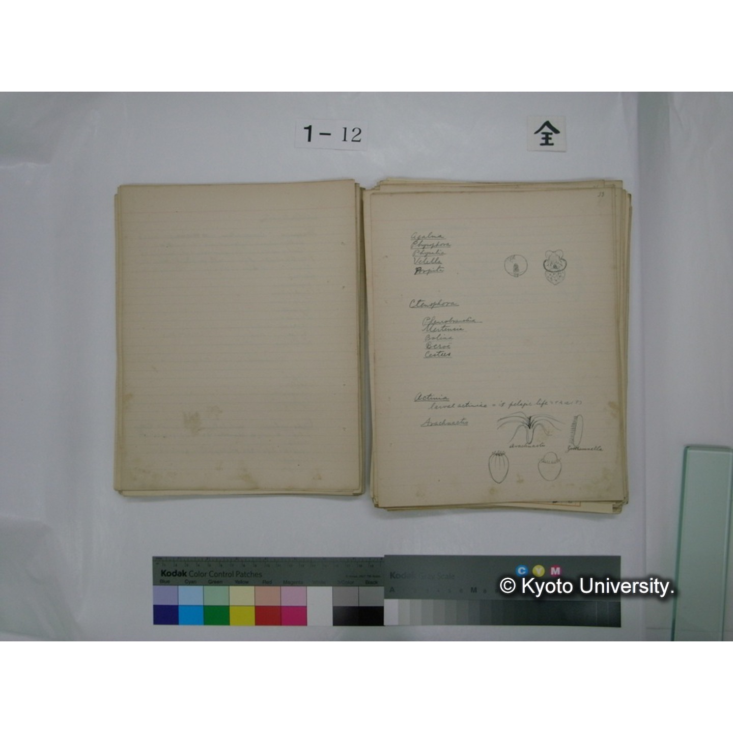 (水生生物) [直筆原稿] / (川村多實二) (53)