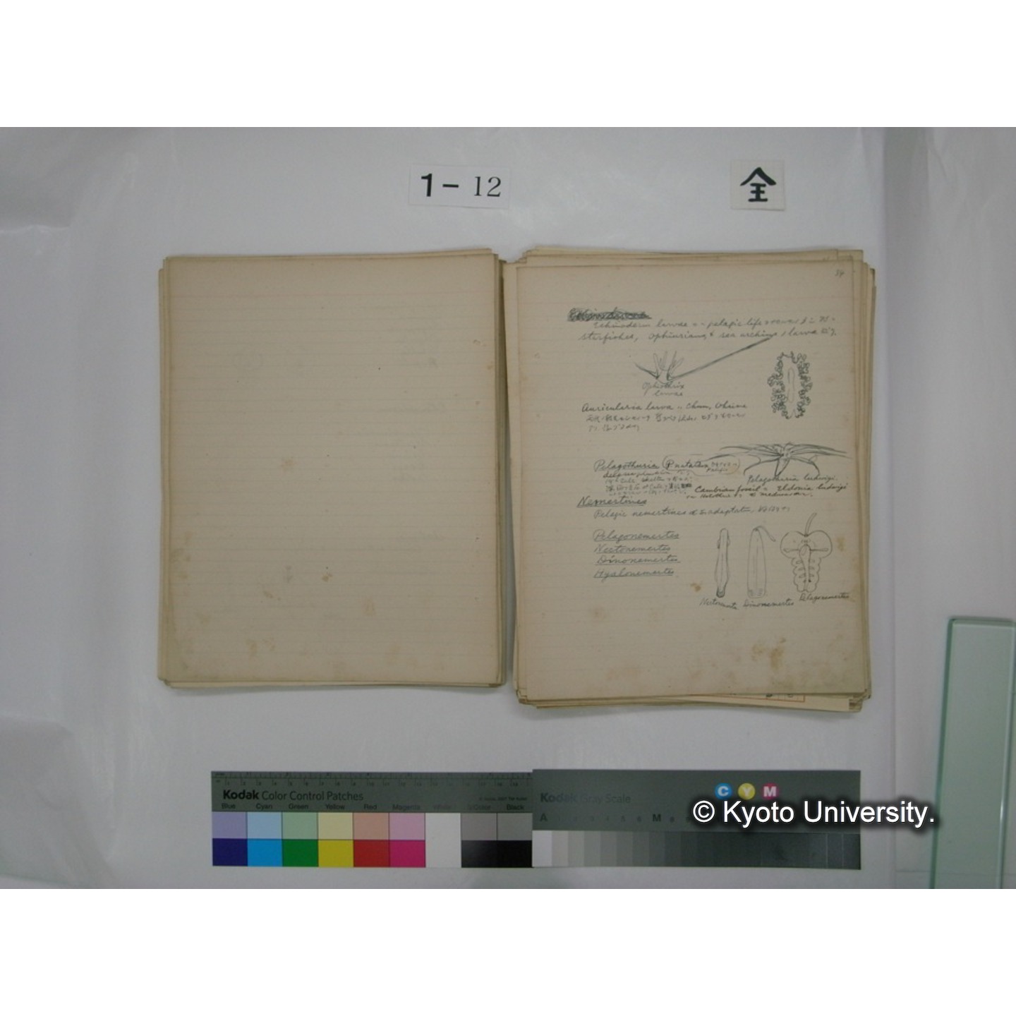 (水生生物) [直筆原稿] / (川村多實二) (54)