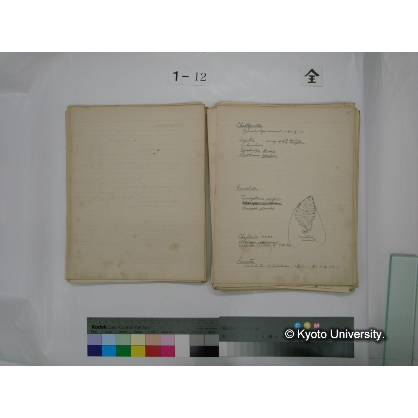 (水生生物) [直筆原稿] / (川村多實二) (55)