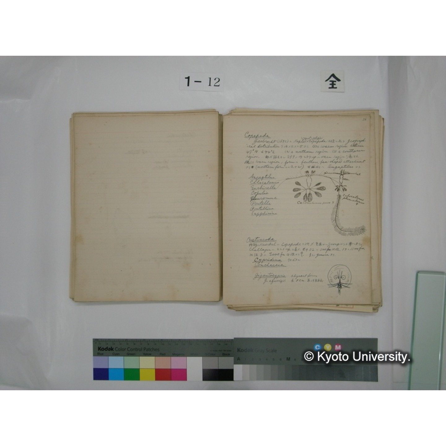 (水生生物) [直筆原稿] / (川村多實二) (56)