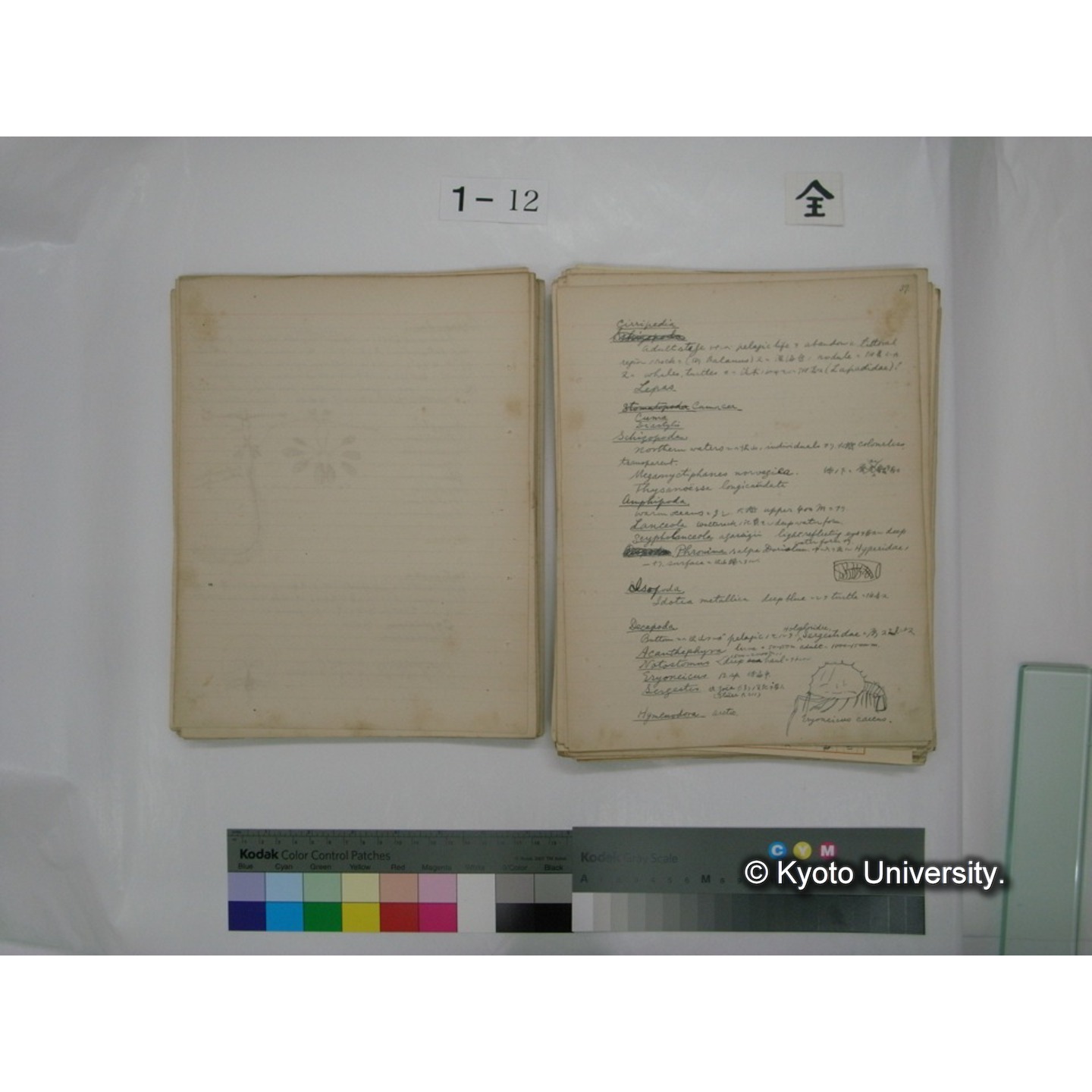 (水生生物) [直筆原稿] / (川村多實二) (57)