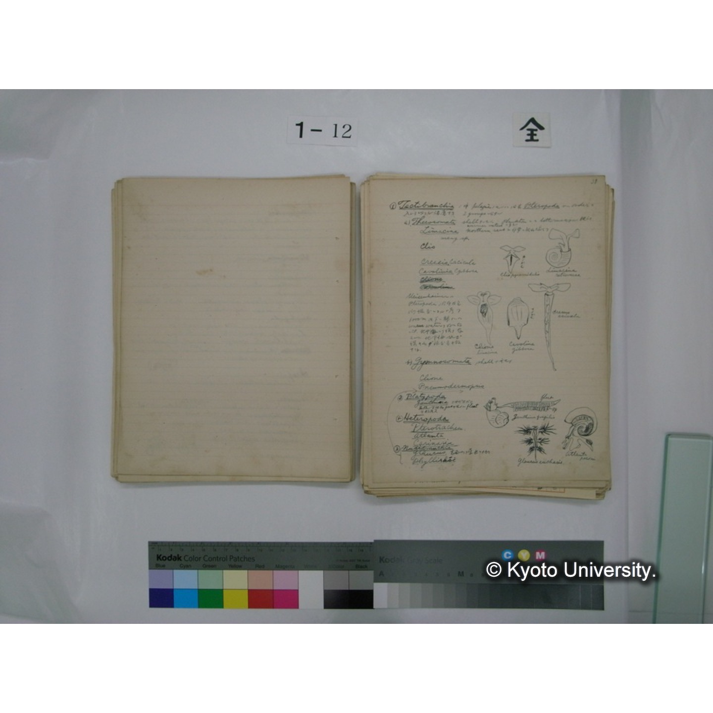 (水生生物) [直筆原稿] / (川村多實二) (58)