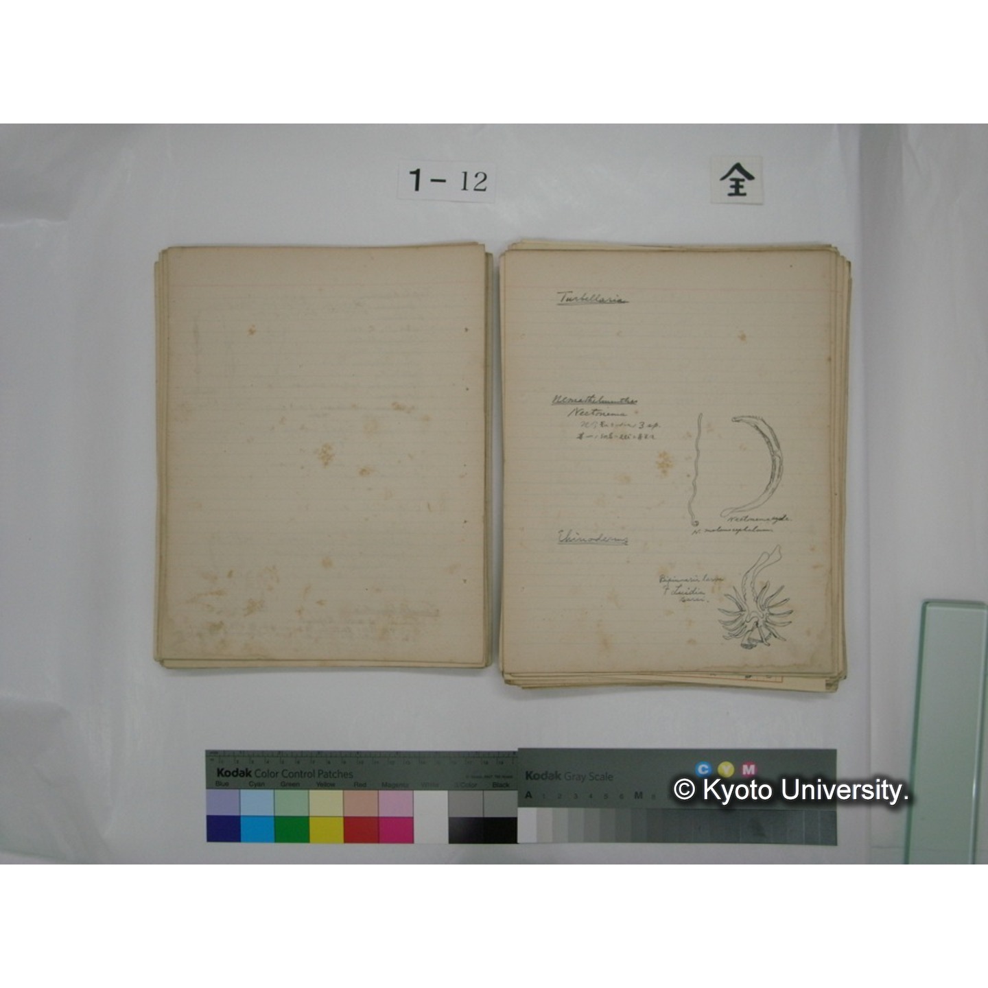 (水生生物) [直筆原稿] / (川村多實二) (60)