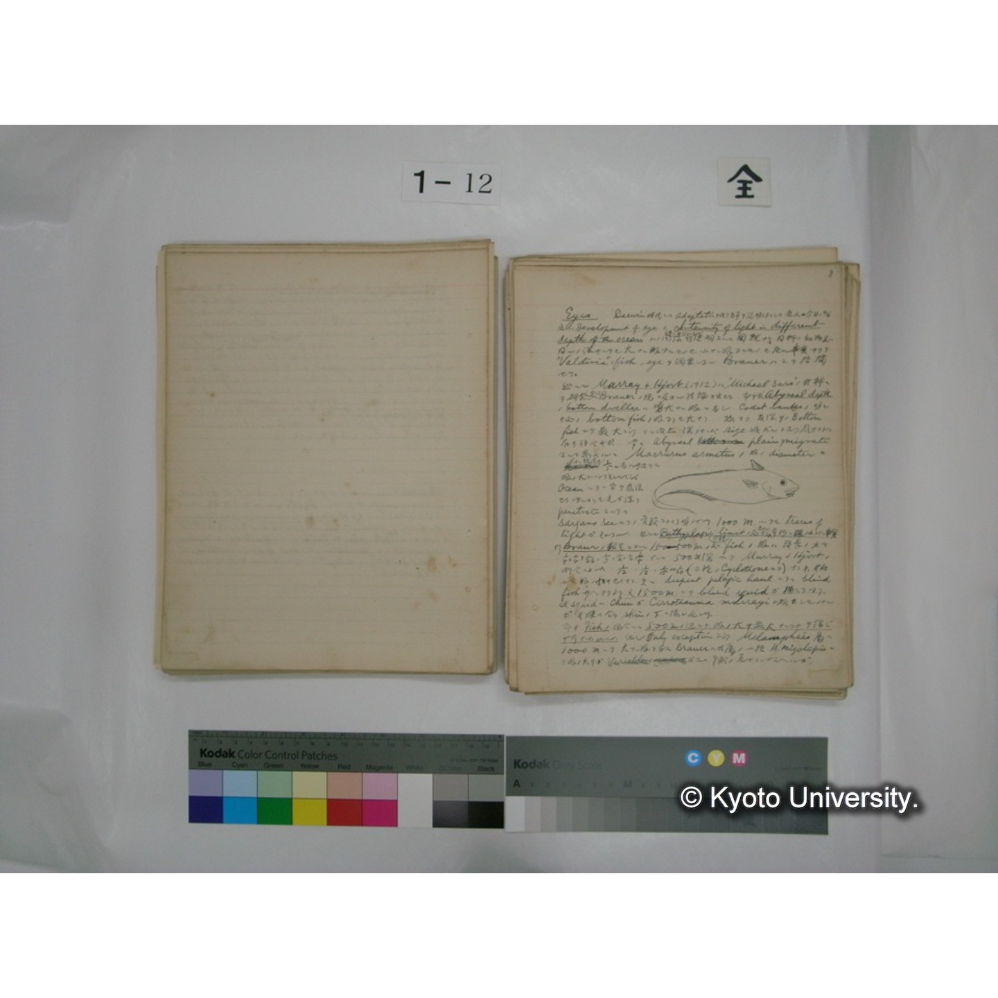 (水生生物) [直筆原稿] / (川村多實二) (80)