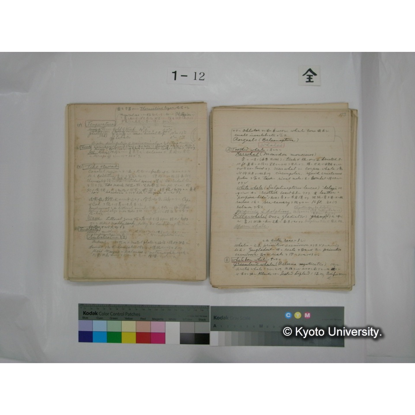 (水生生物) [直筆原稿] / (川村多實二) (84)