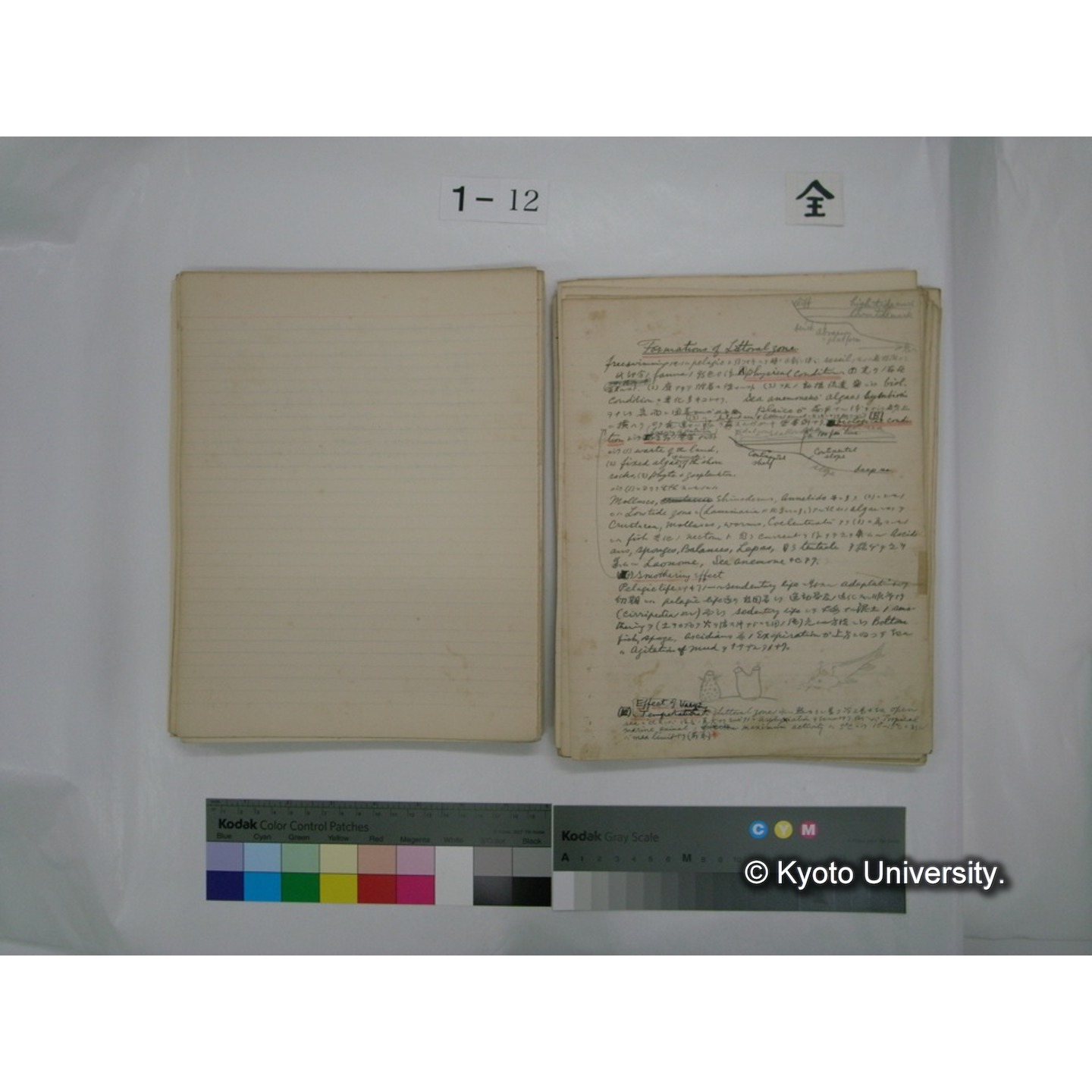 (水生生物) [直筆原稿] / (川村多實二) (91)