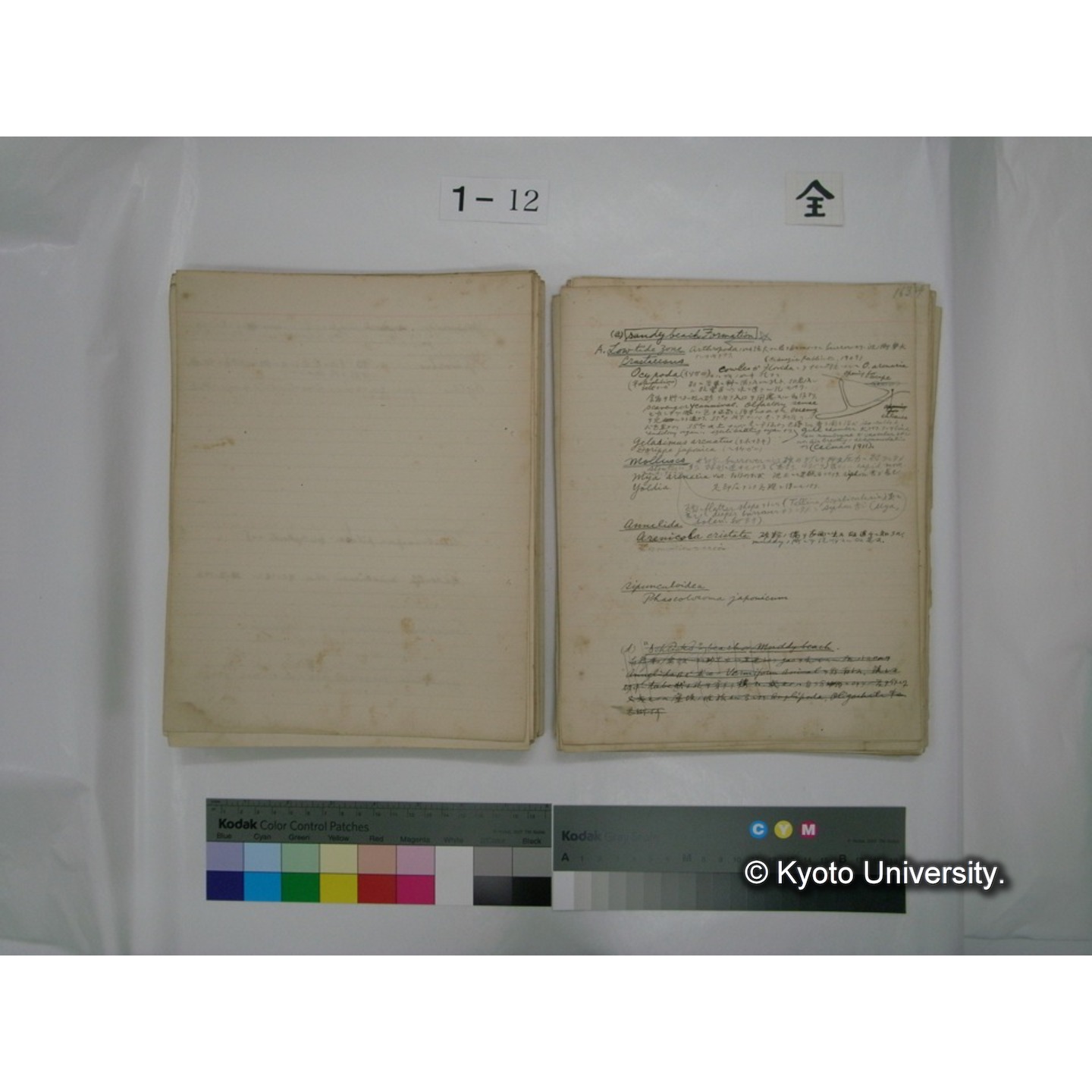 (水生生物) [直筆原稿] / (川村多實二) (111)