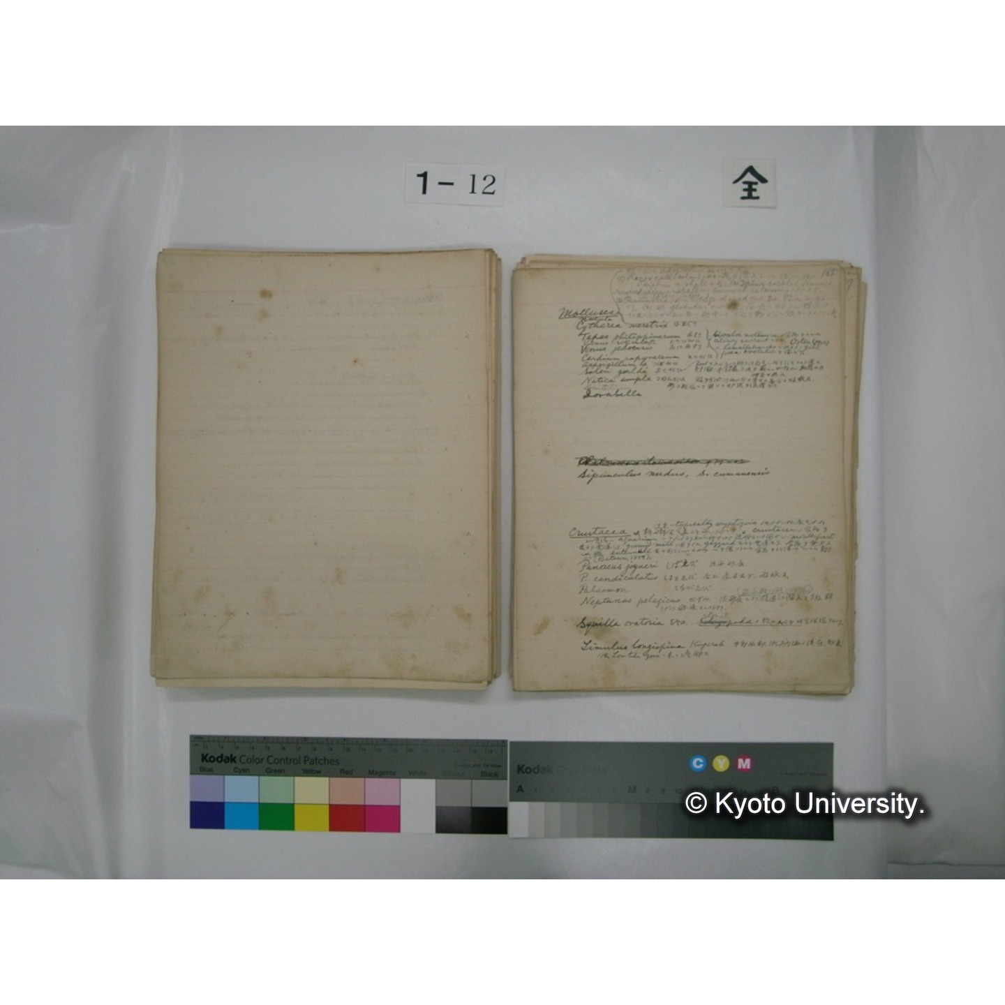 (水生生物) [直筆原稿] / (川村多實二) (113)