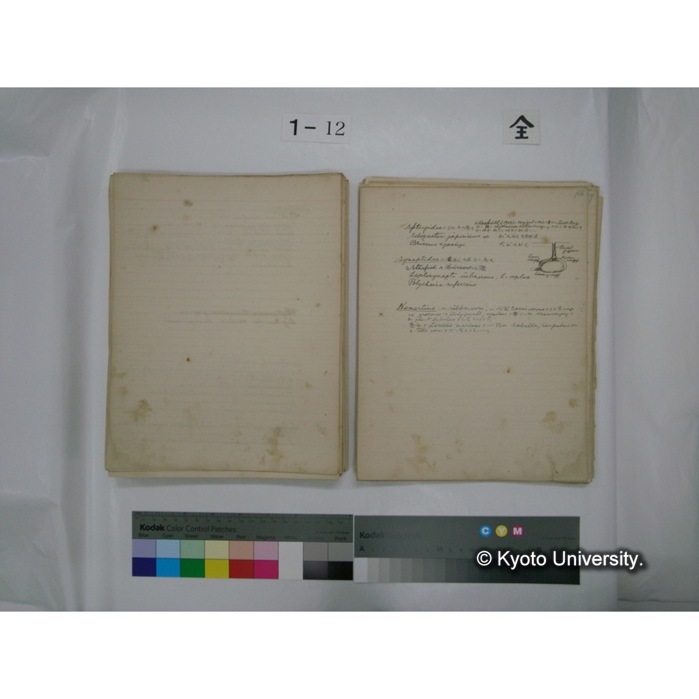 (水生生物) [直筆原稿] / (川村多實二) (114)