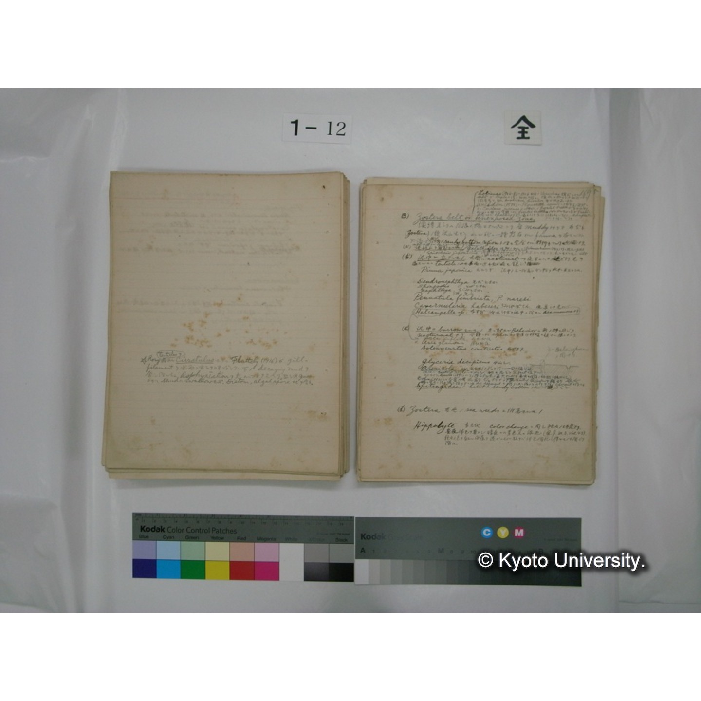 (水生生物) [直筆原稿] / (川村多實二) (117)