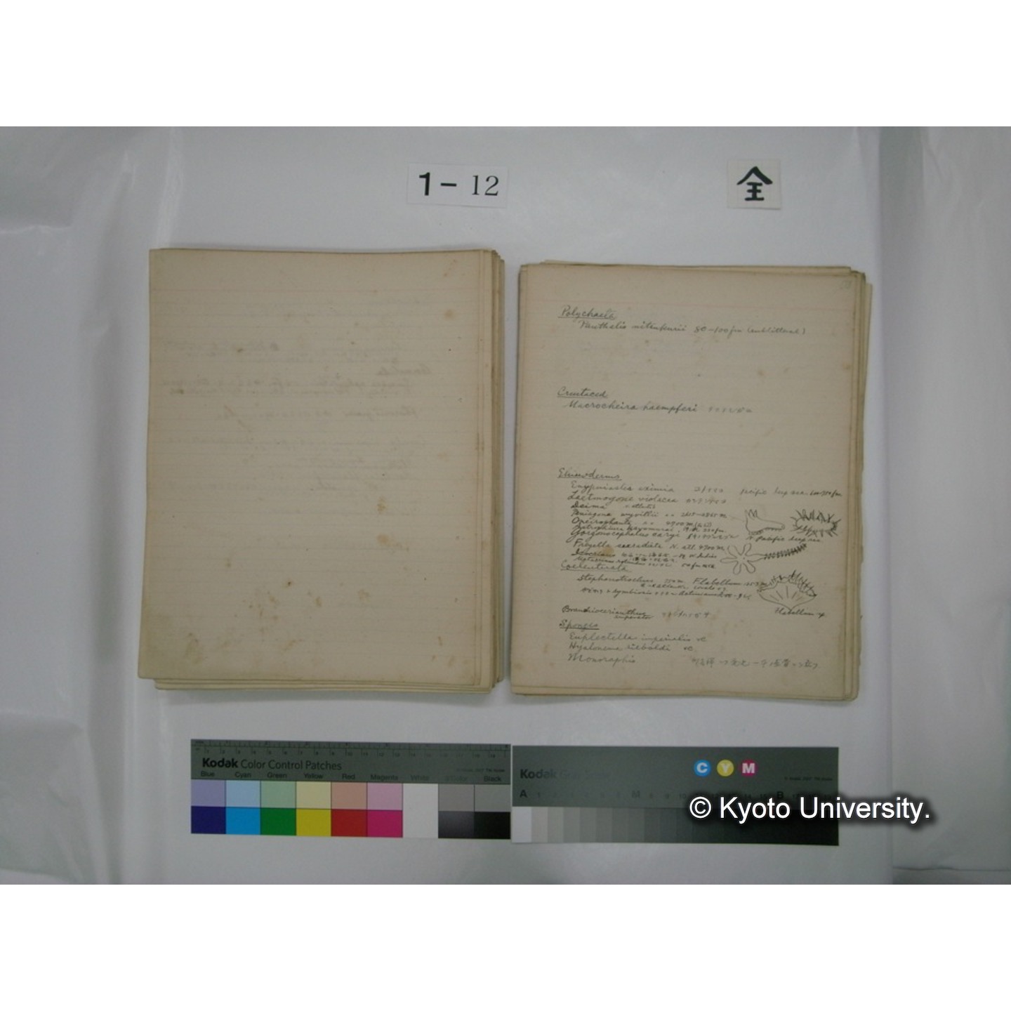 (水生生物) [直筆原稿] / (川村多實二) (124)