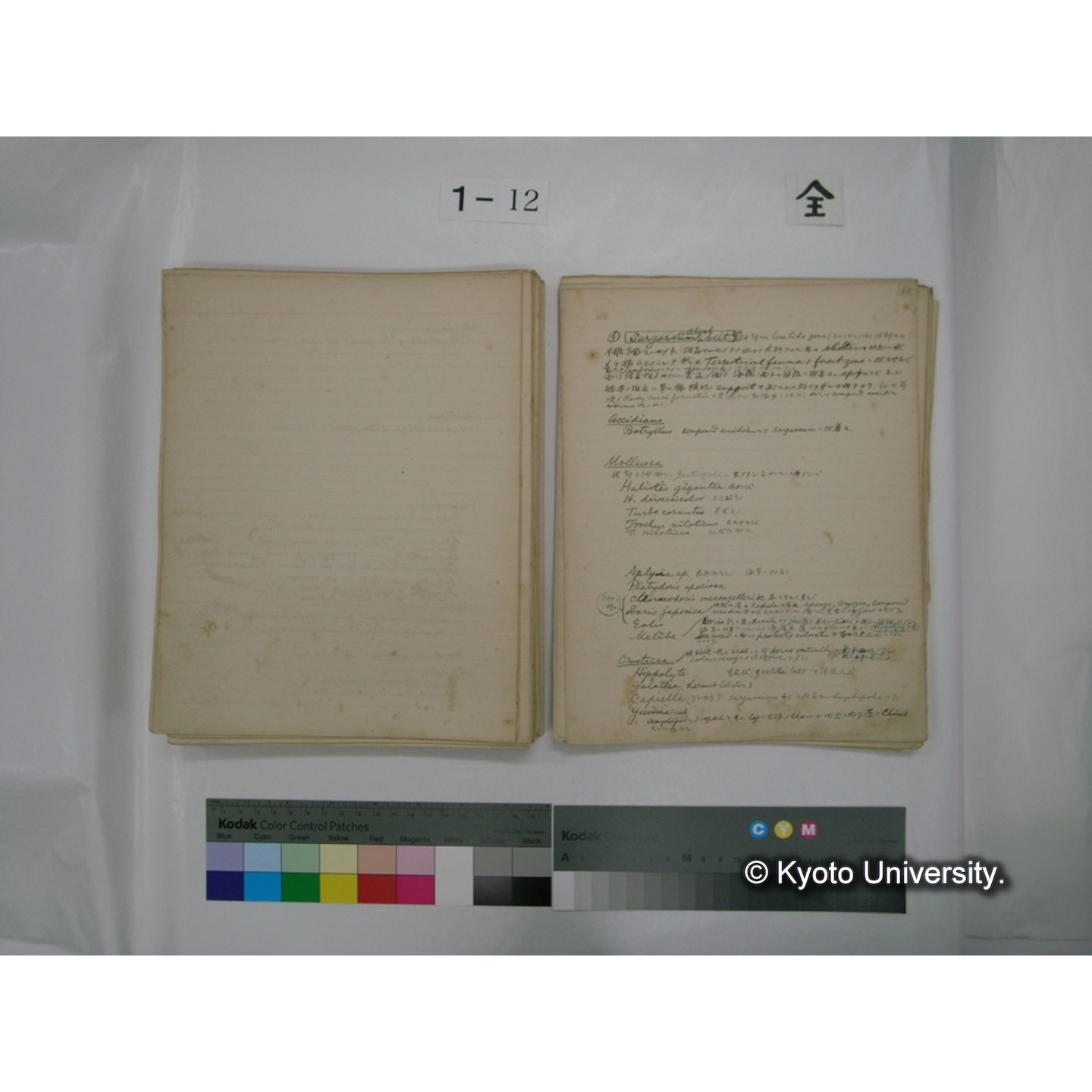 (水生生物) [直筆原稿] / (川村多實二) (125)