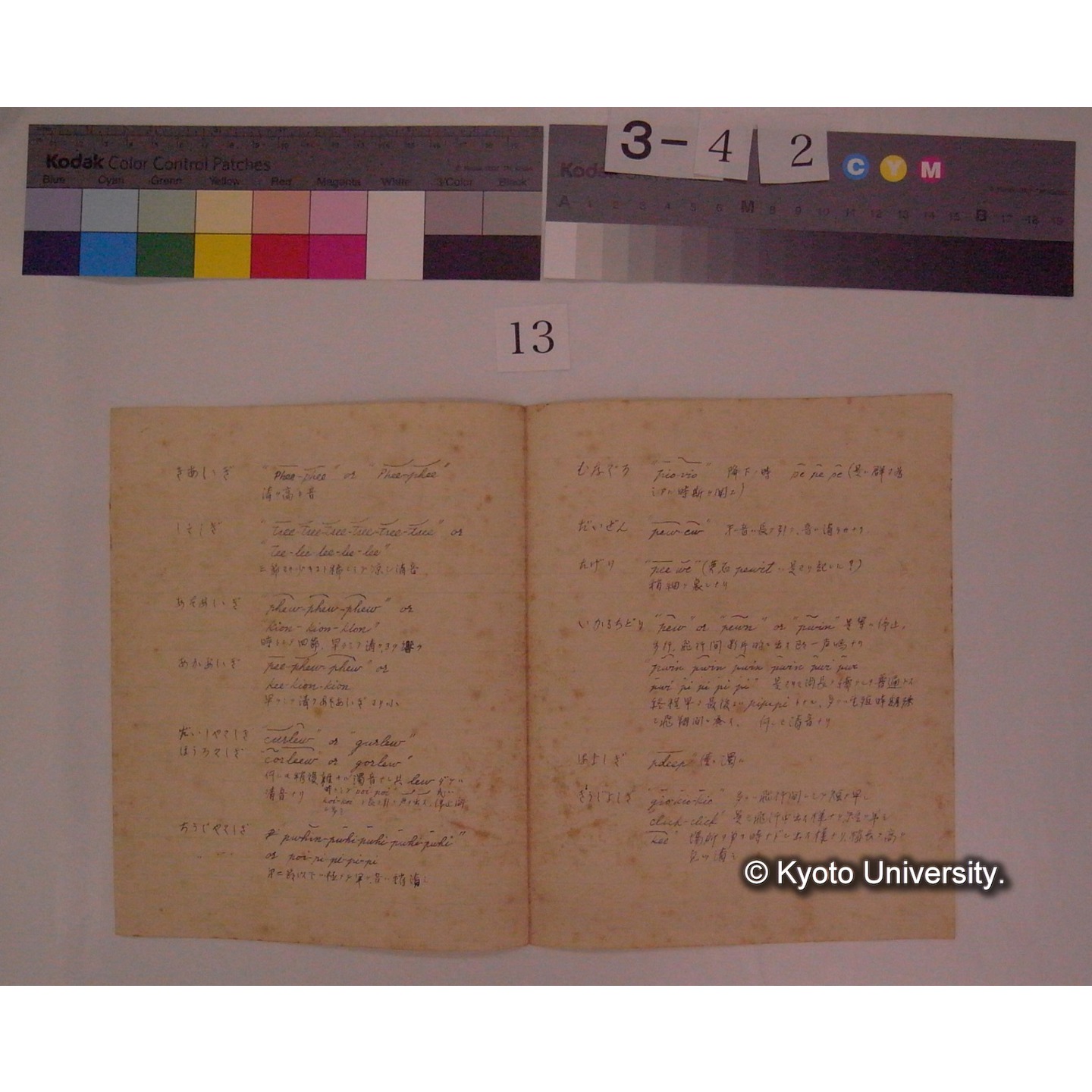 しぎの鳴声 / (榎本佳樹氏巣) (2)