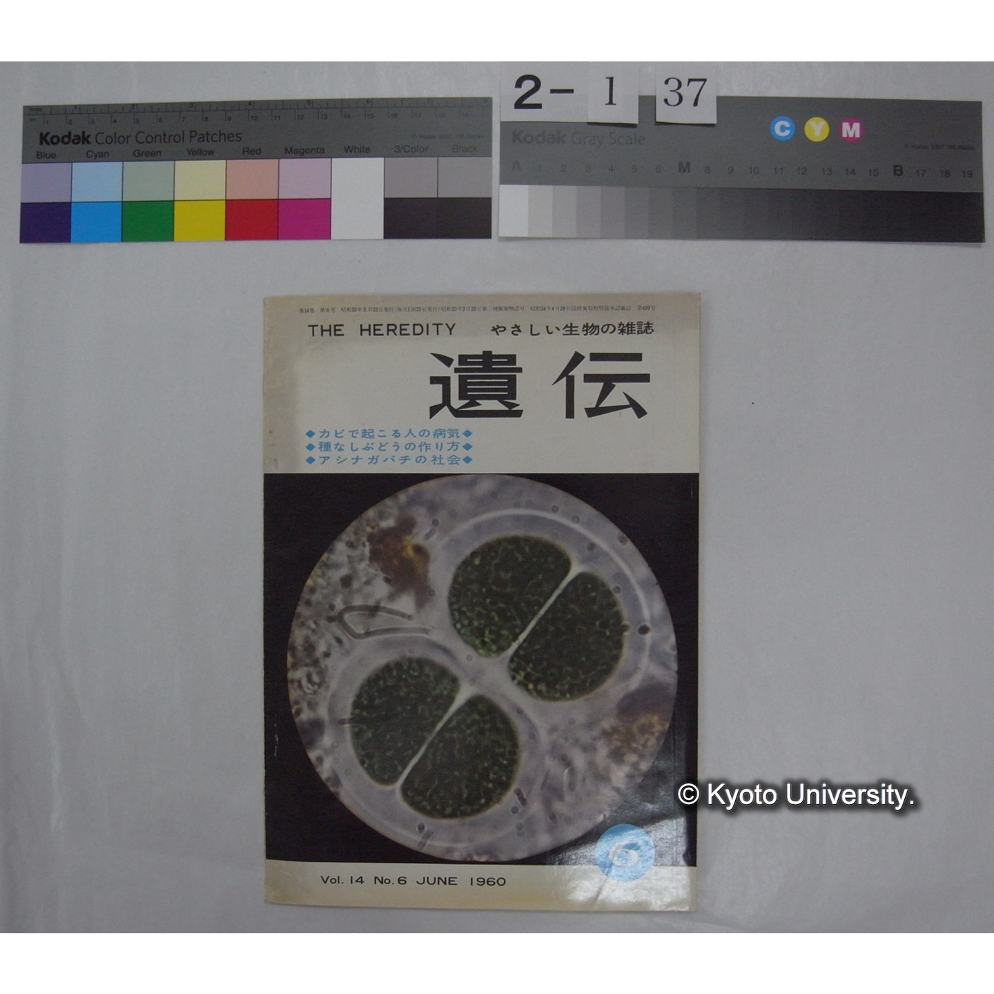 遺伝 : THE HEREDITY (14巻6号,昭和35.6)/ 遺伝学普及会 (1)