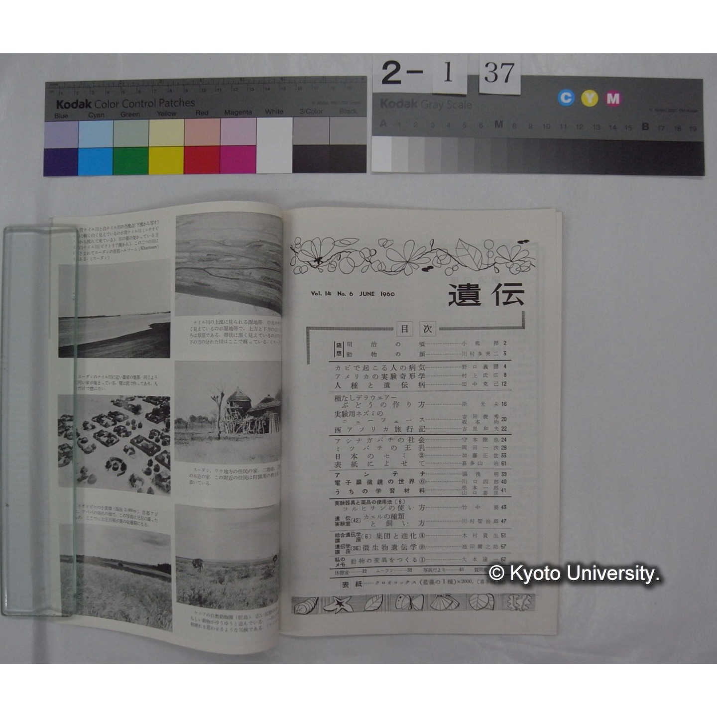 遺伝 : THE HEREDITY (14巻6号,昭和35.6)/ 遺伝学普及会 (2)