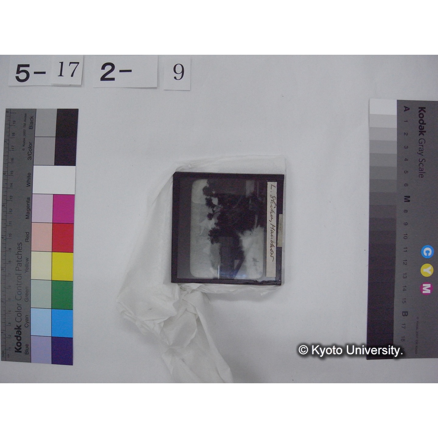 スライド(ガラス種板) (17)