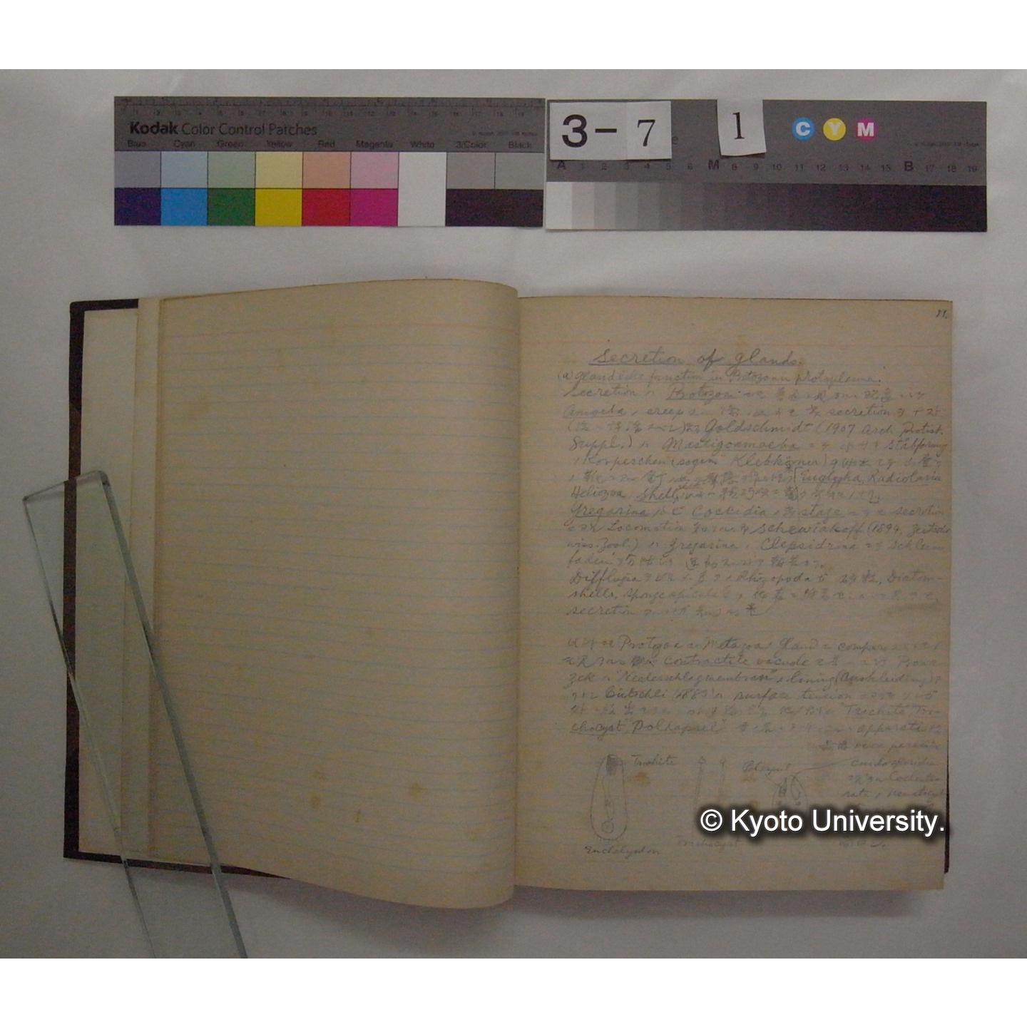 Vergleichende Physiologie (Band7: Sekretion u. Exkretion) (比較生理学 巻7 分泌と排出) [翻訳ノート製本か] (7)