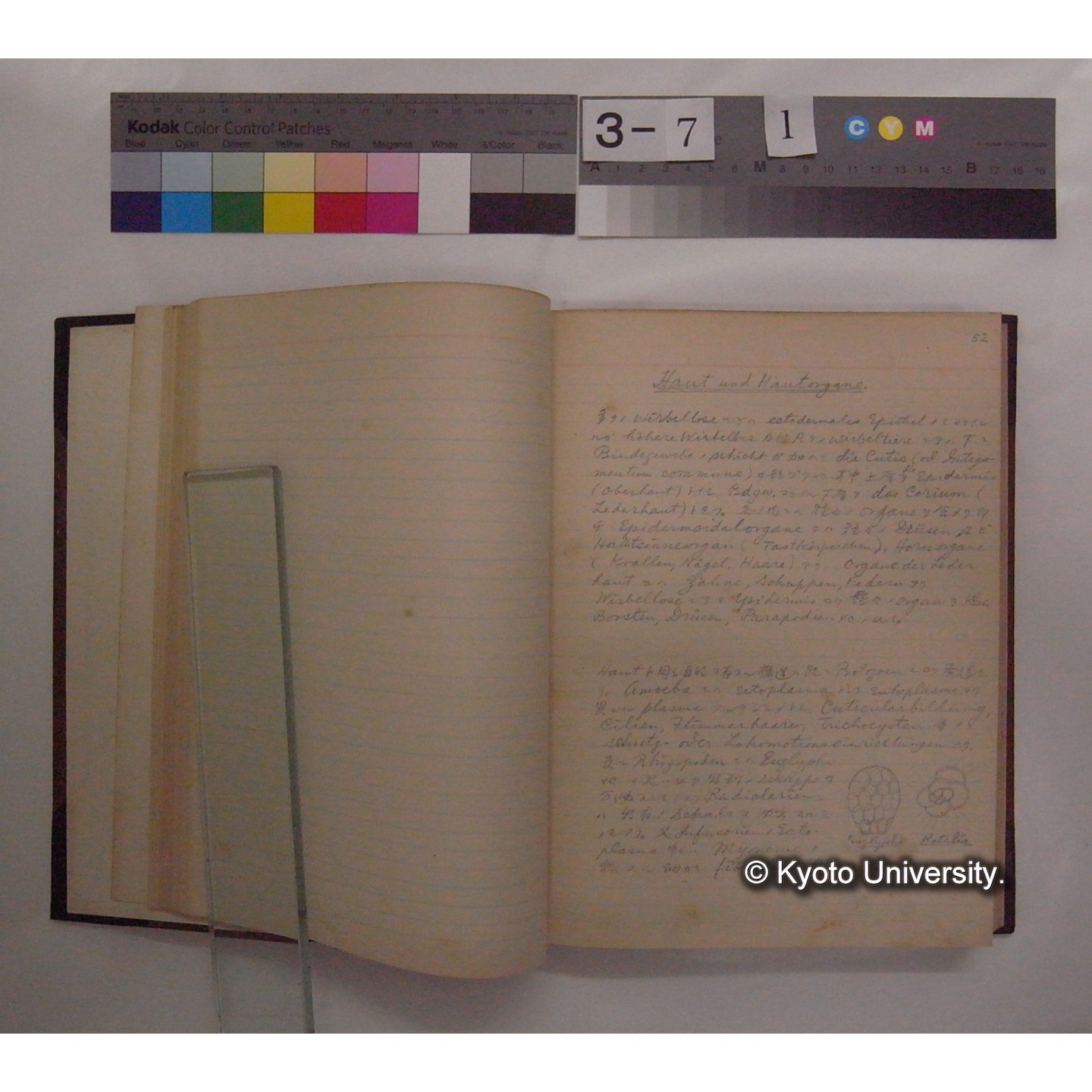 Vergleichende Physiologie (Band7: Sekretion u. Exkretion) (比較生理学 巻7 分泌と排出) [翻訳ノート製本か] (10)