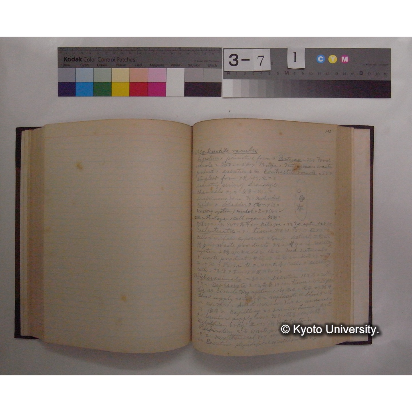 Vergleichende Physiologie (Band7: Sekretion u. Exkretion) (比較生理学 巻7 分泌と排出) [翻訳ノート製本か] (19)