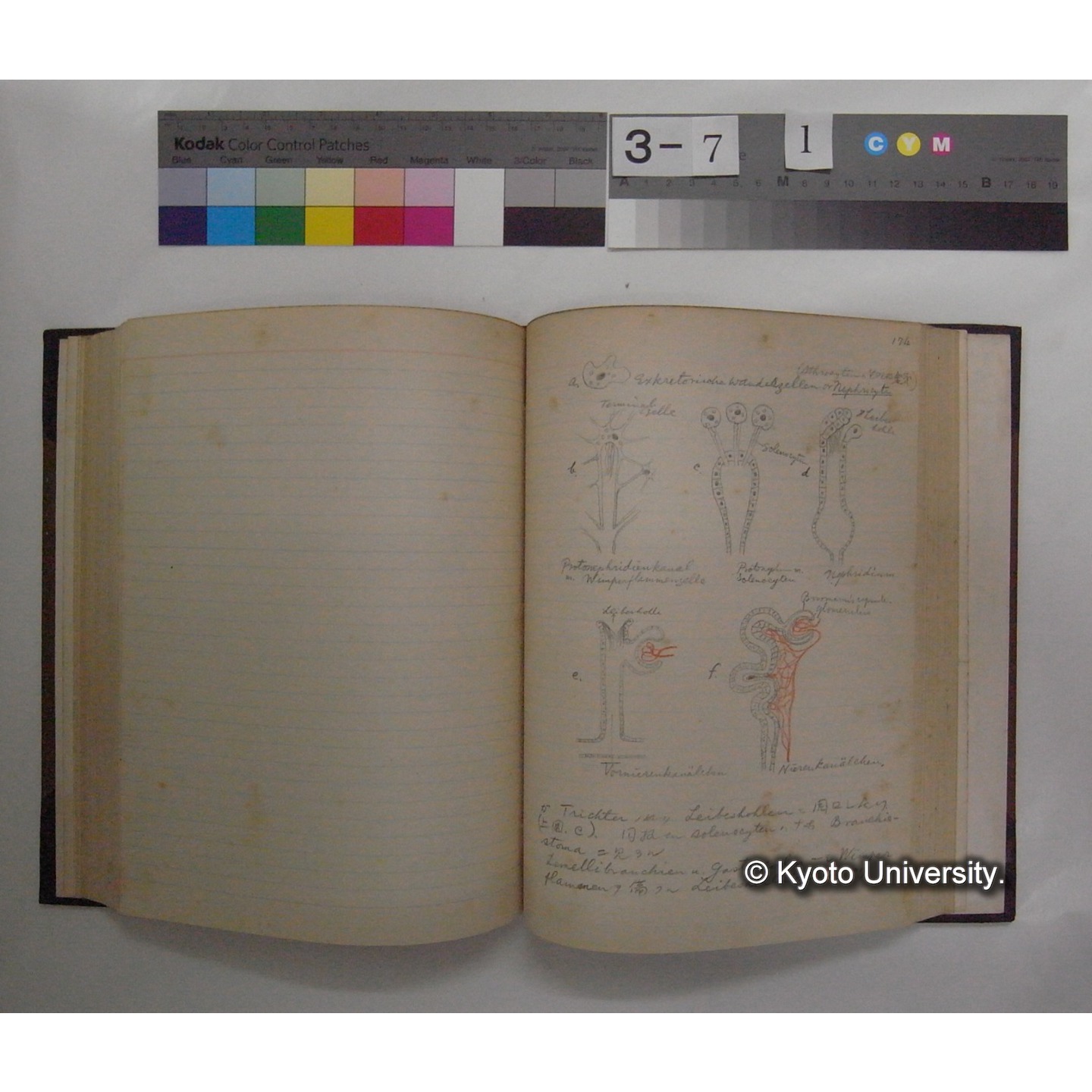 Vergleichende Physiologie (Band7: Sekretion u. Exkretion) (比較生理学 巻7 分泌と排出) [翻訳ノート製本か] (20)