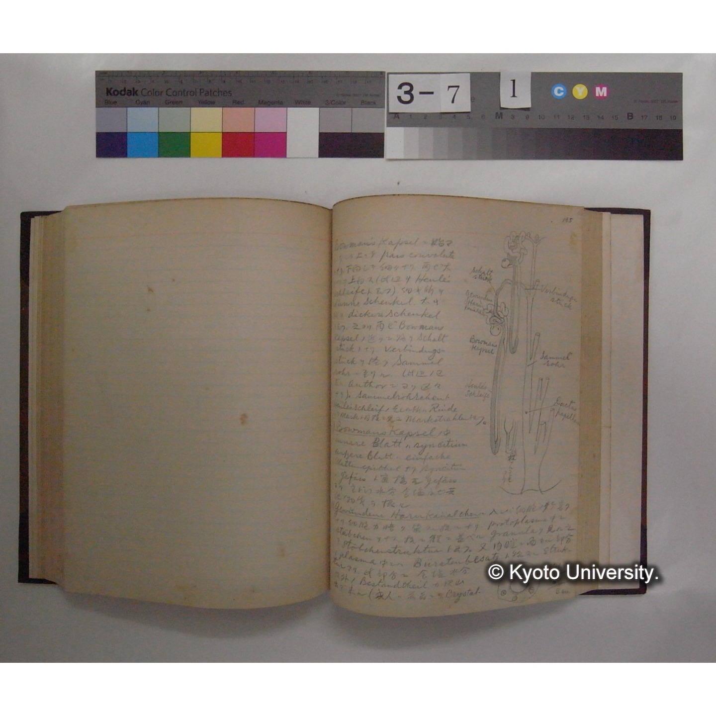 Vergleichende Physiologie (Band7: Sekretion u. Exkretion) (比較生理学 巻7 分泌と排出) [翻訳ノート製本か] (21)