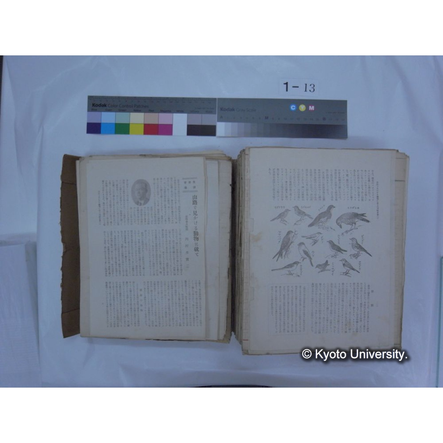 自著旧文 [直筆・著作複写・抜き刷りなど] / 川村多實二 (158)