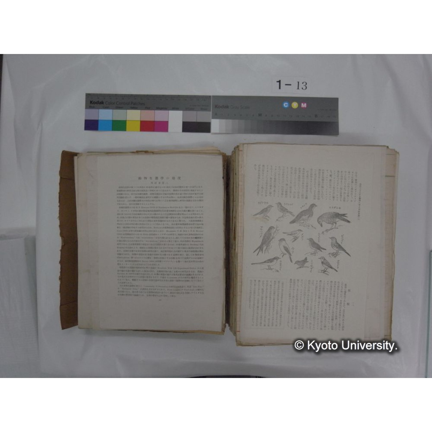 自著旧文 [直筆・著作複写・抜き刷りなど] / 川村多實二 (159)