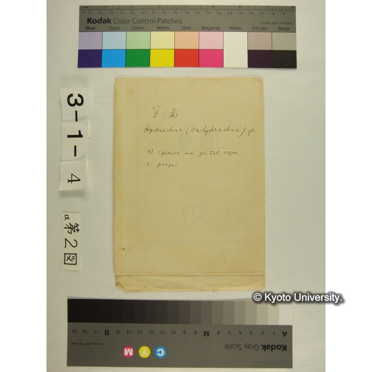 第2図 (オオミズダニか) (1)