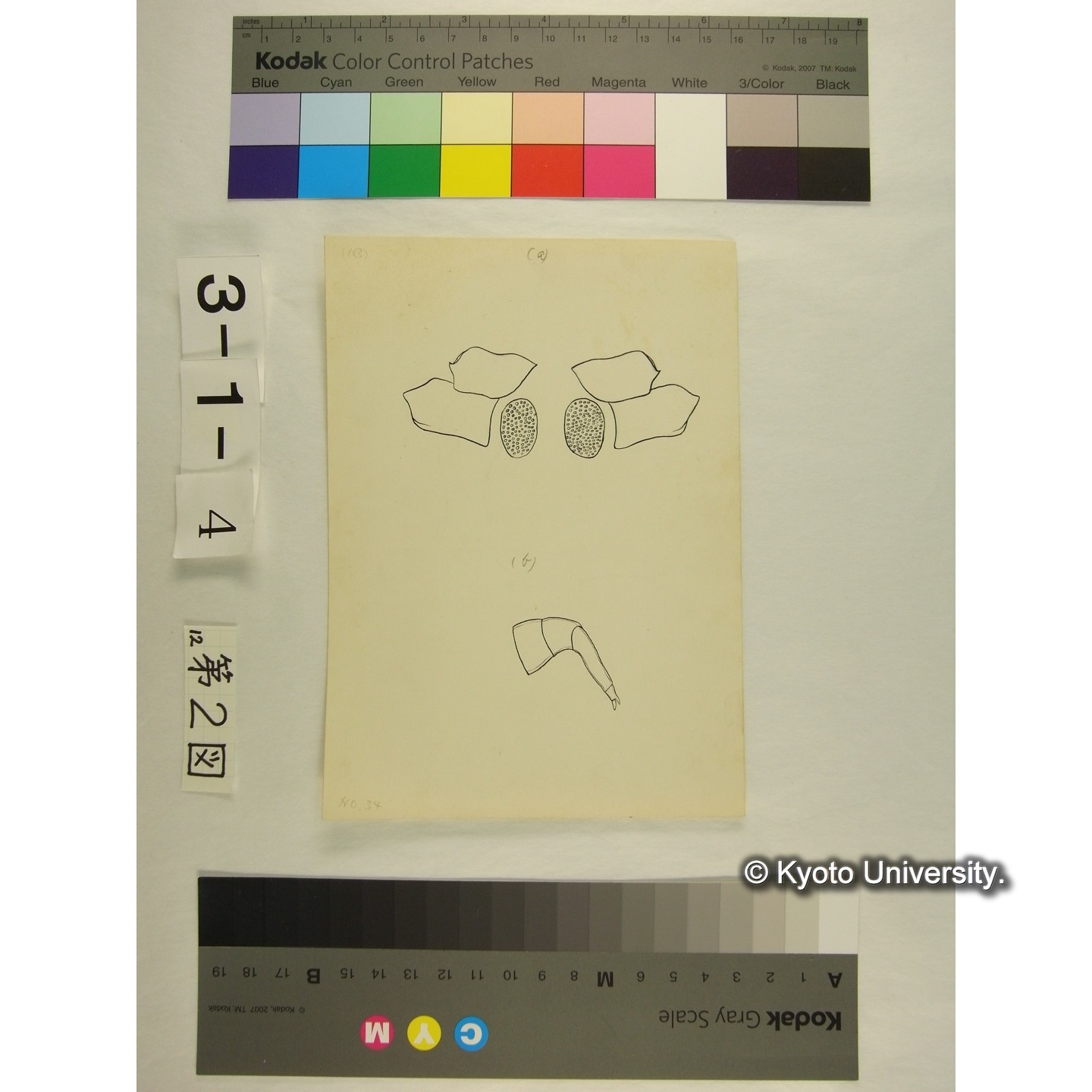 第2図 (オオミズダニか) (2)