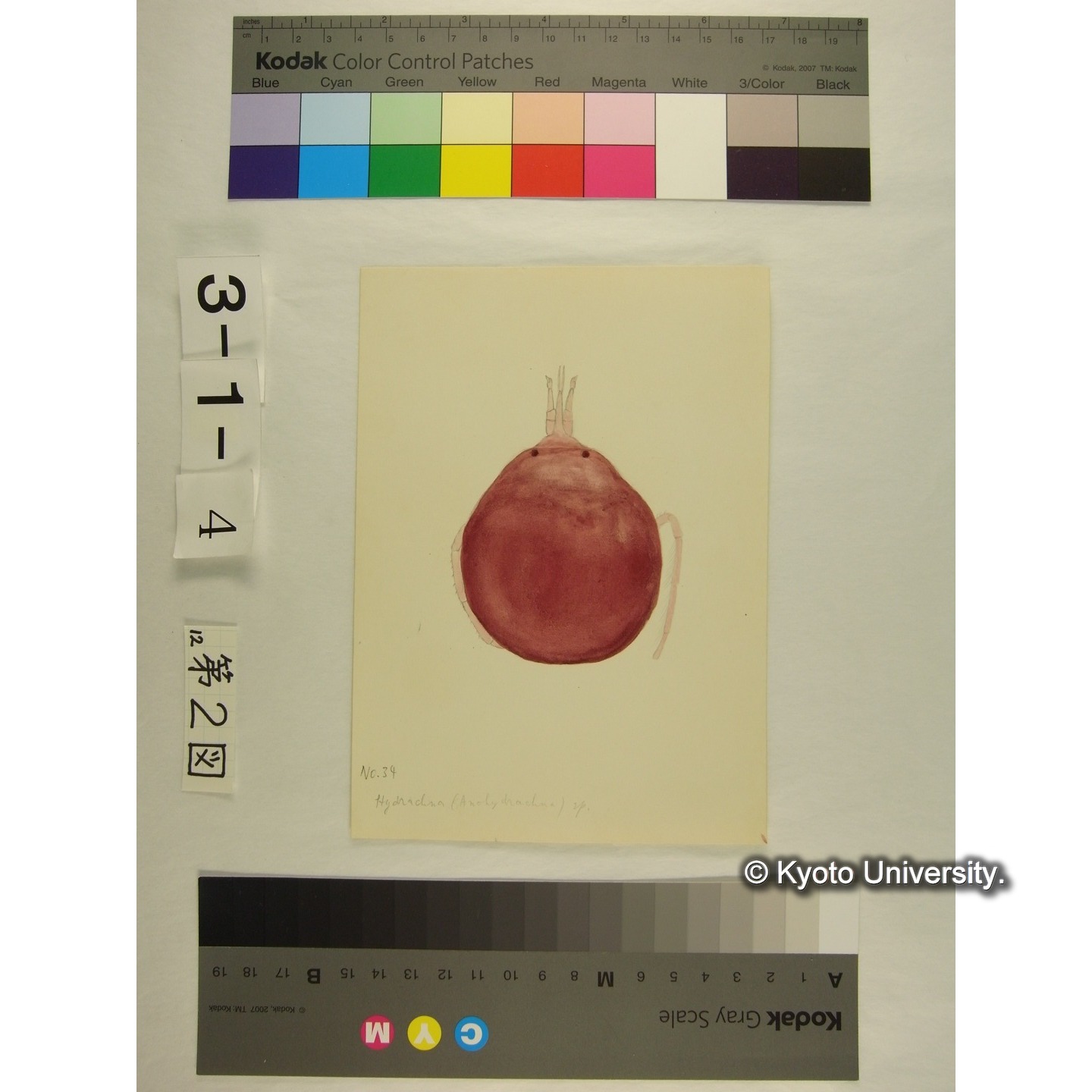 第2図 (オオミズダニか) (3)