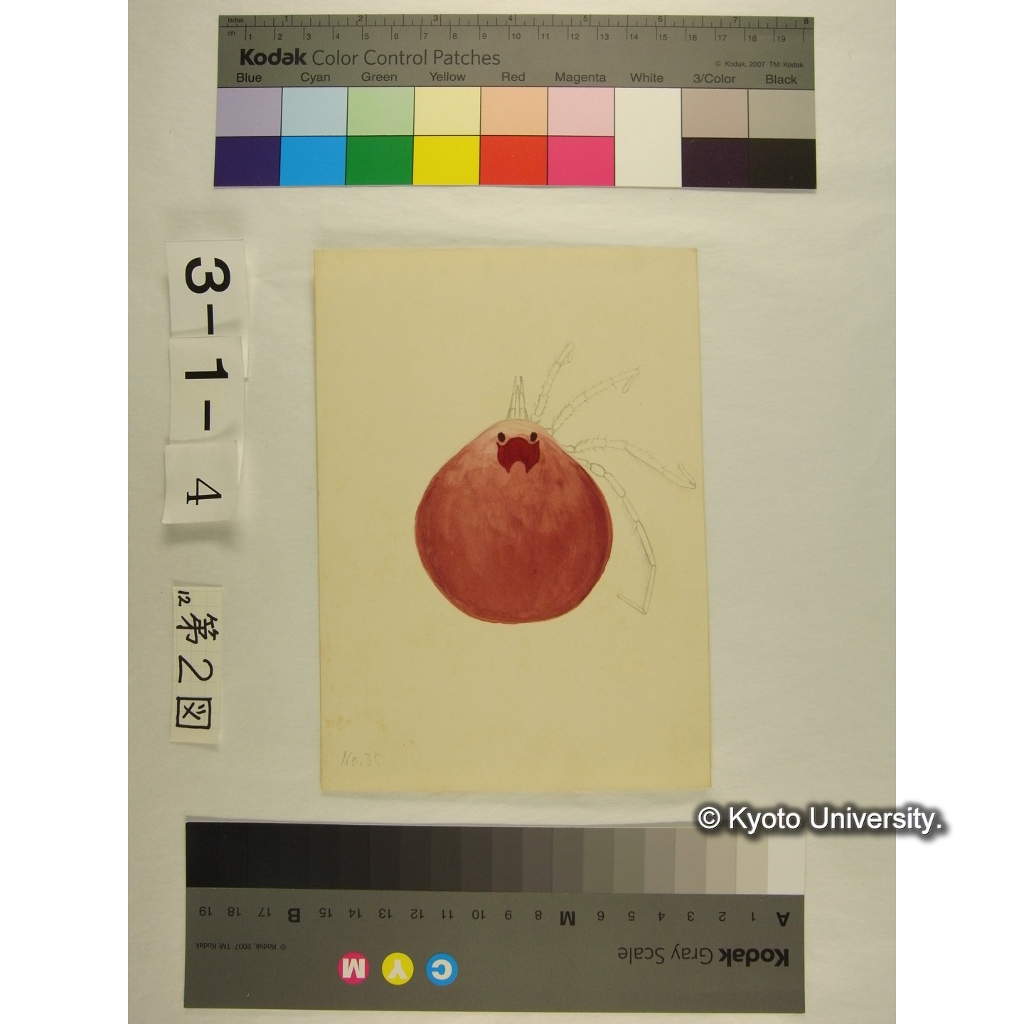 第2図 (オオミズダニか) (4)