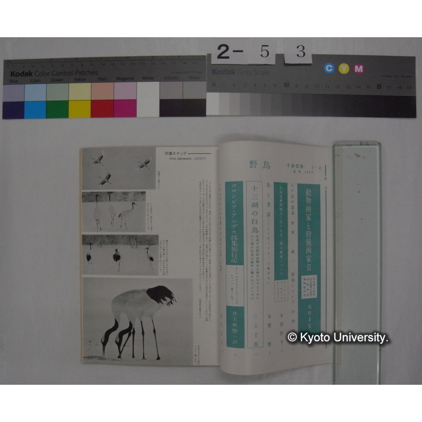 野鳥 (24巻1号,昭和34年1-2) / 日本野鳥の会 (2)