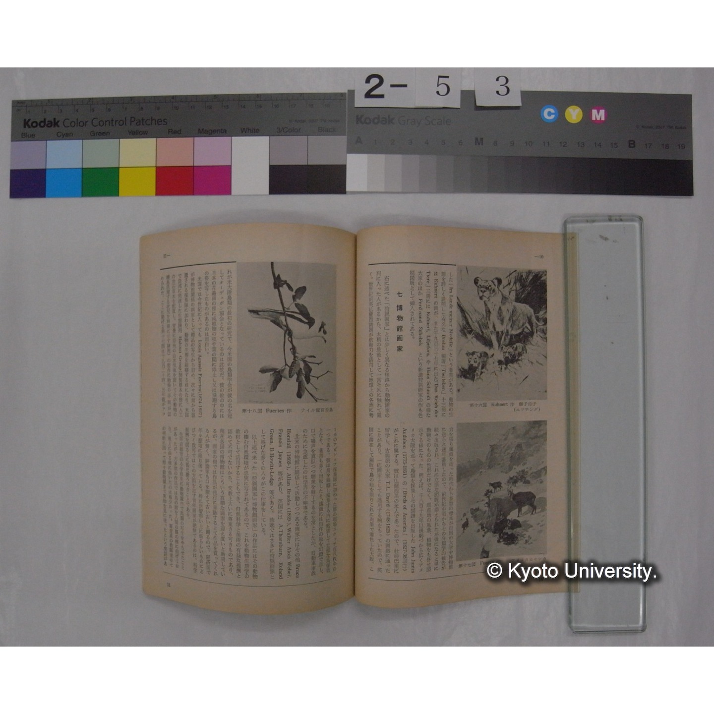 野鳥 (24巻1号,昭和34年1-2) / 日本野鳥の会 (6)