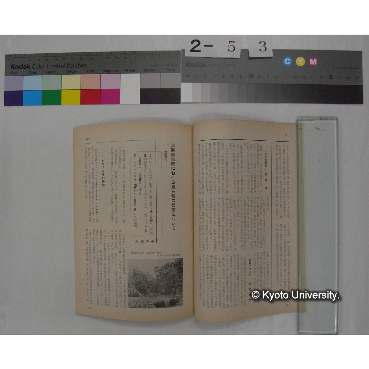 野鳥 (24巻1号,昭和34年1-2) / 日本野鳥の会 (7)