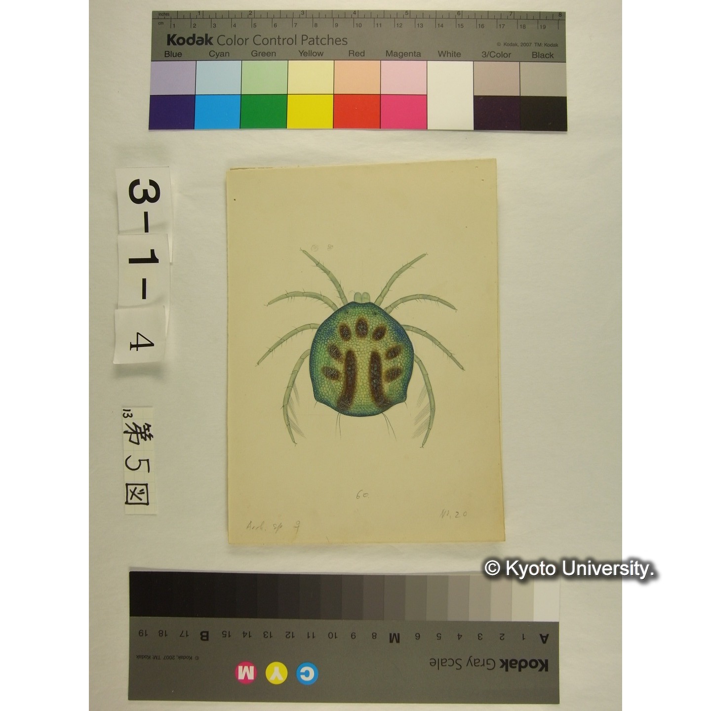 第5図 (ヨロイミズダニか) (2)