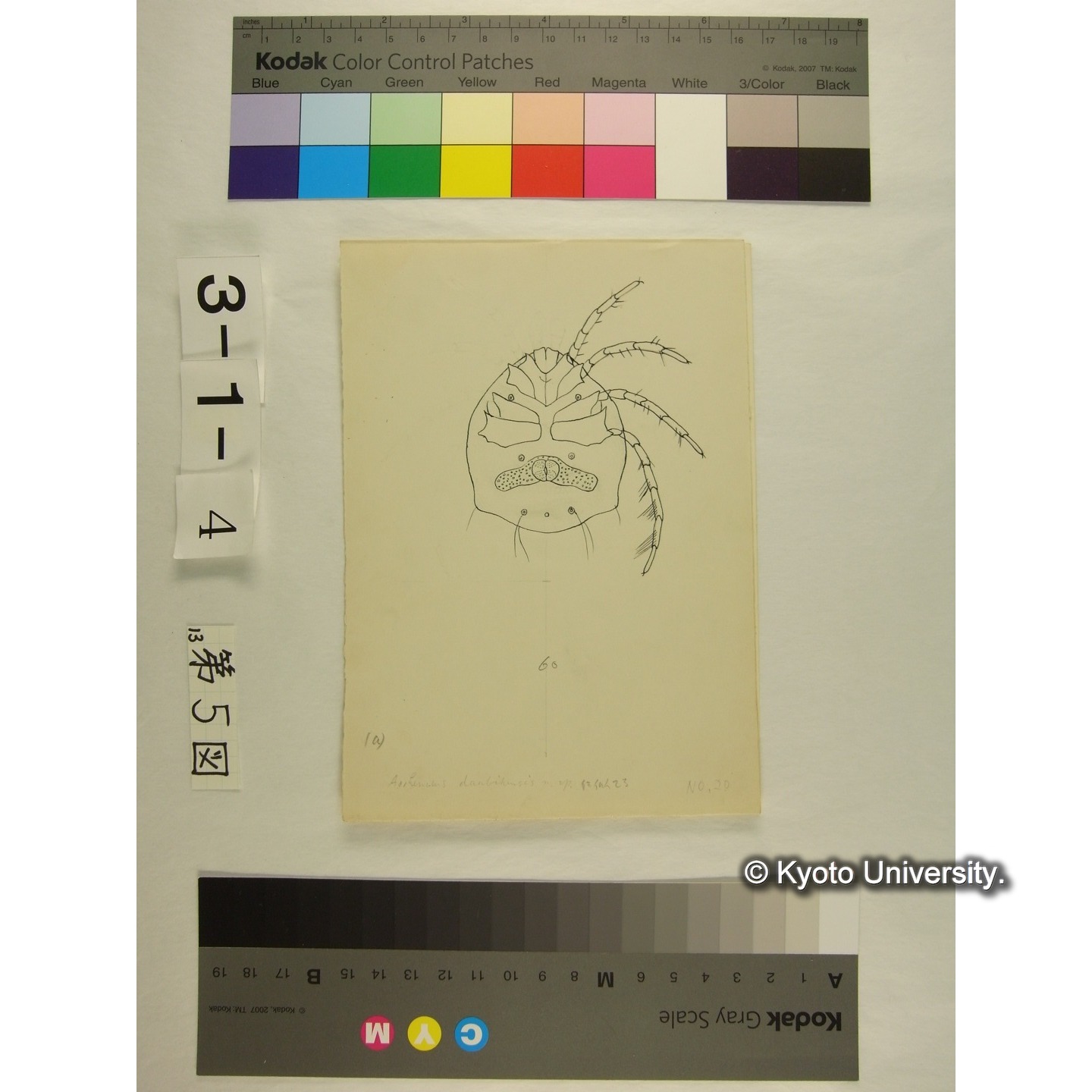 第5図 (ヨロイミズダニか) (3)