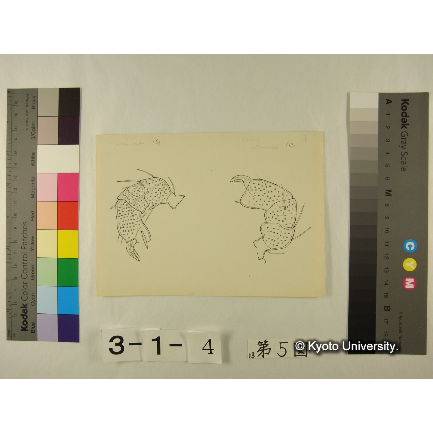 第5図 (ヨロイミズダニか) (4)