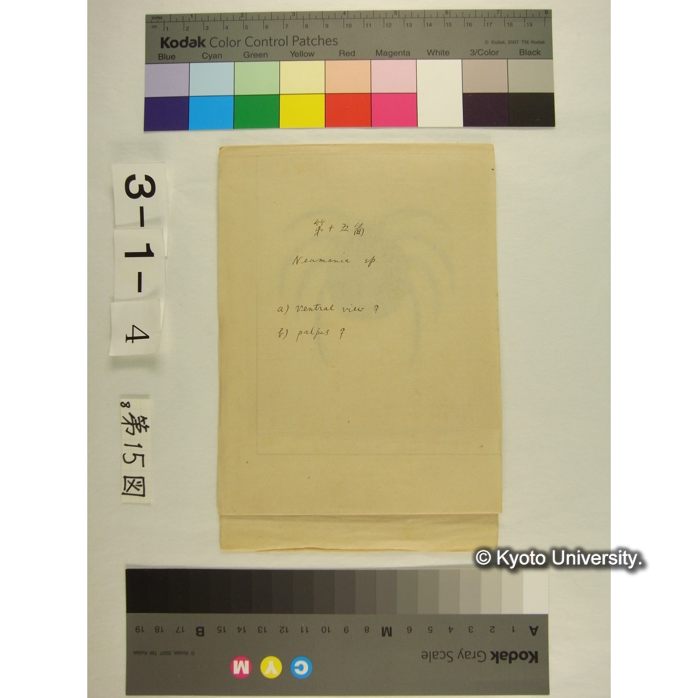 第15図 (ニセカイダニか) (1)