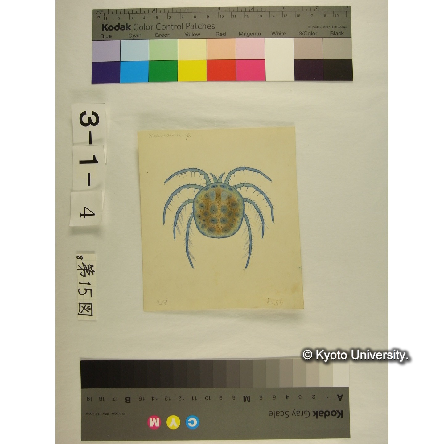 第15図 (ニセカイダニか) (2)