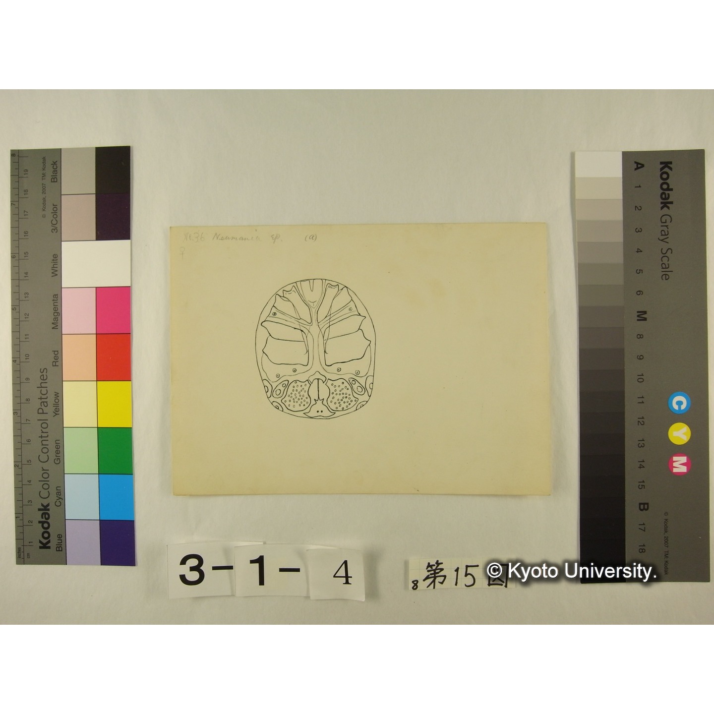 第15図 (ニセカイダニか) (3)