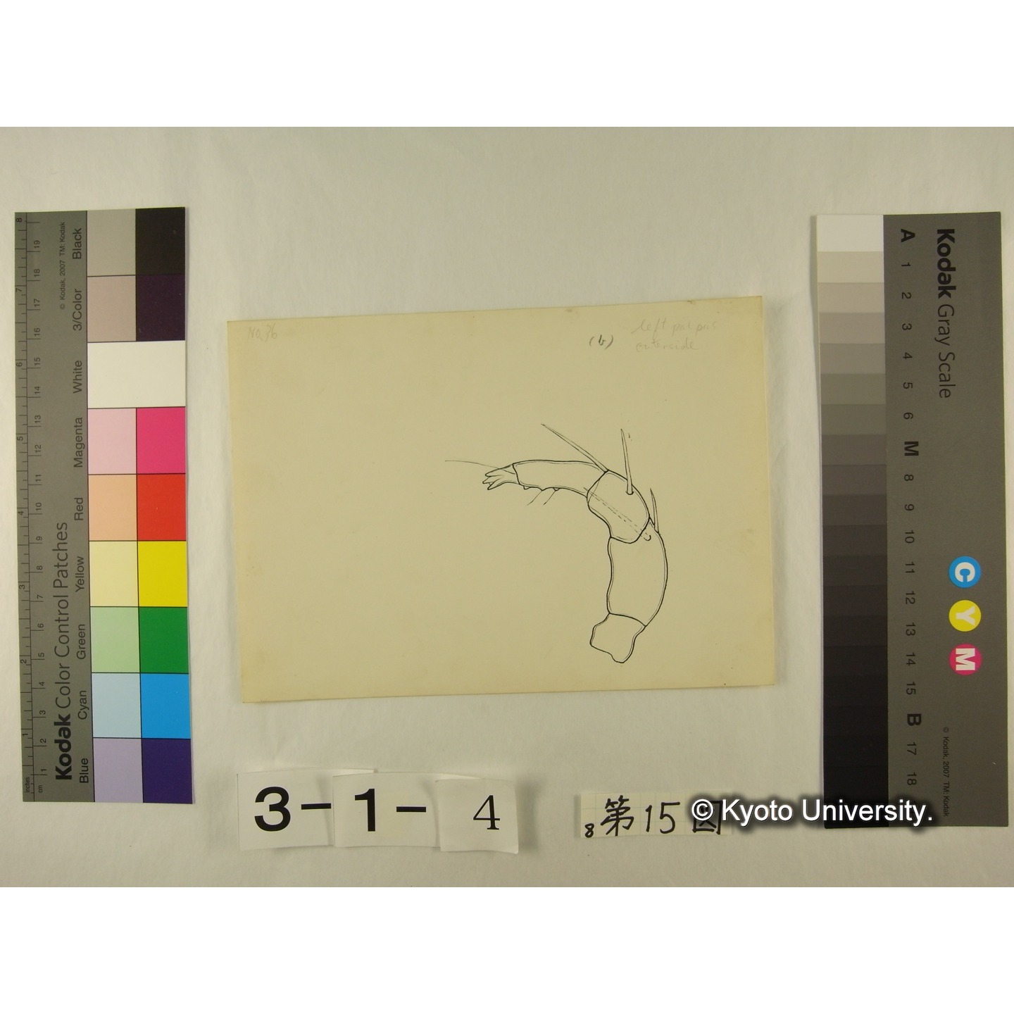 第15図 (ニセカイダニか) (4)