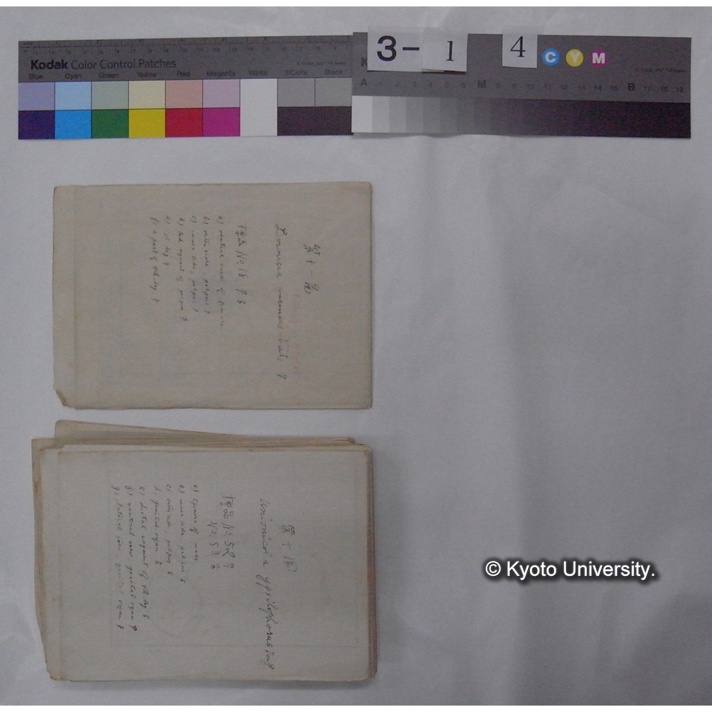 ミズダニ類標本スケッチ集 (4)