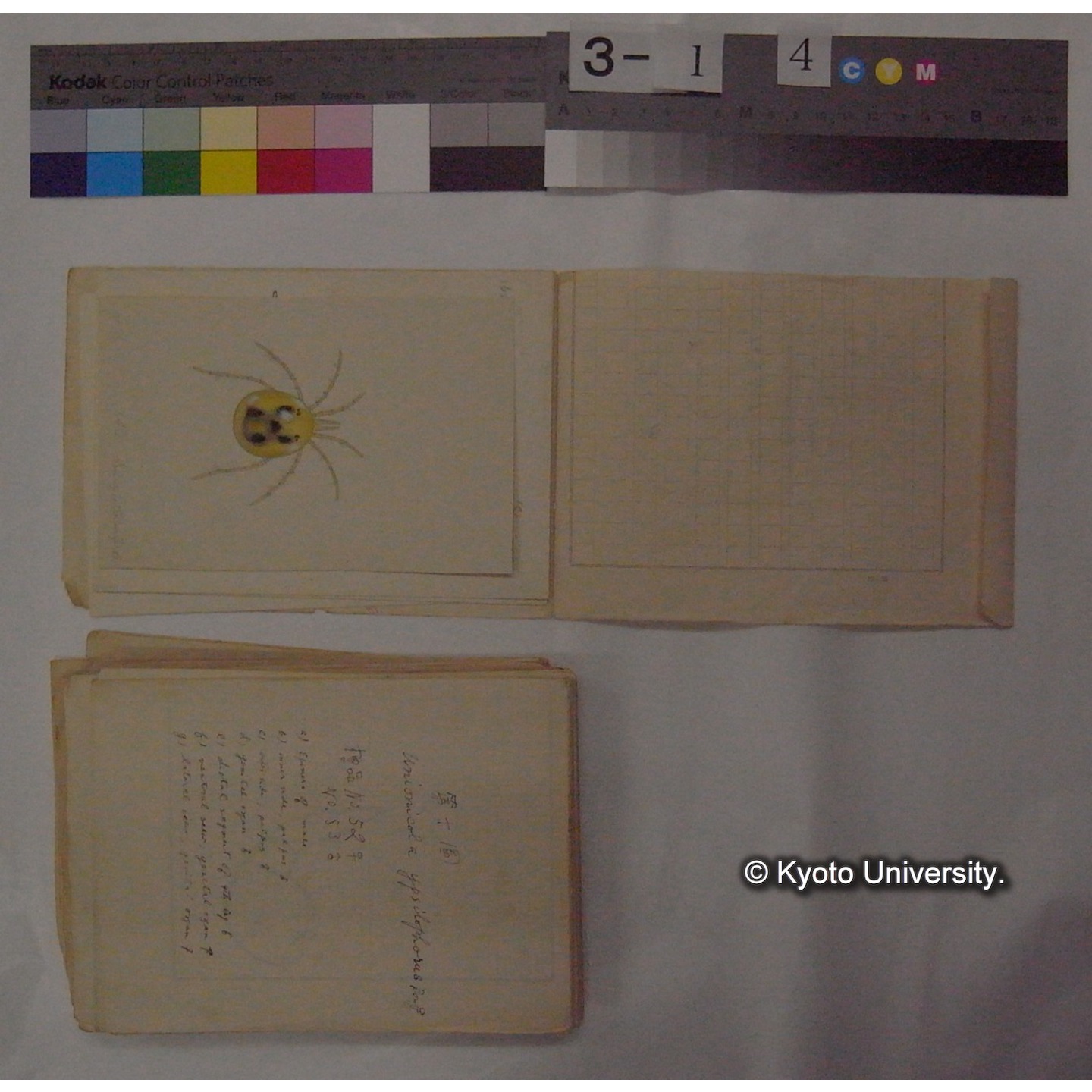 ミズダニ類標本スケッチ集 (5)