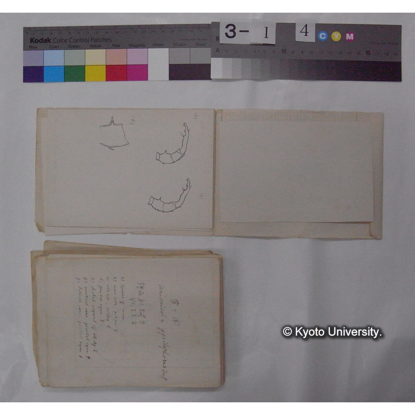 ミズダニ類標本スケッチ集 (6)