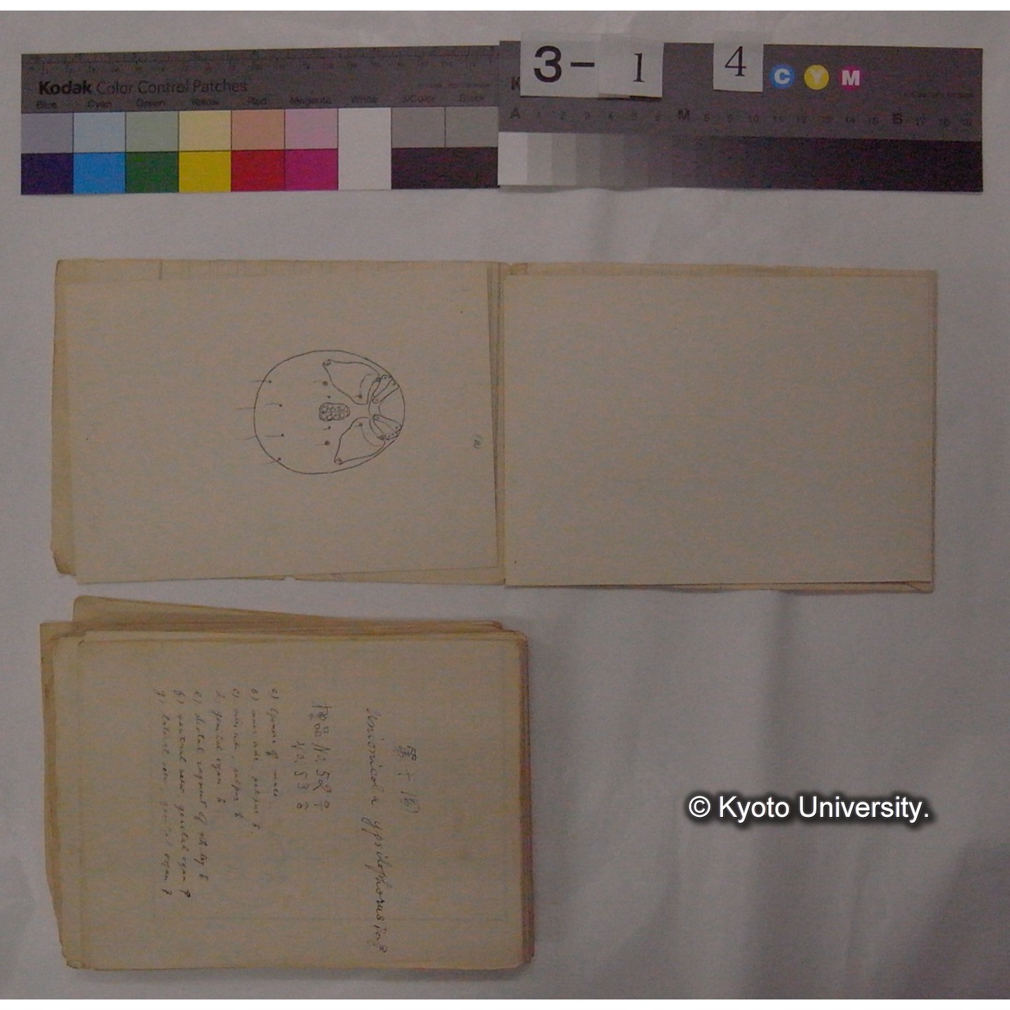 ミズダニ類標本スケッチ集 (8)