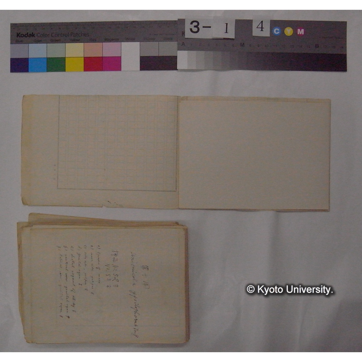 ミズダニ類標本スケッチ集 (9)