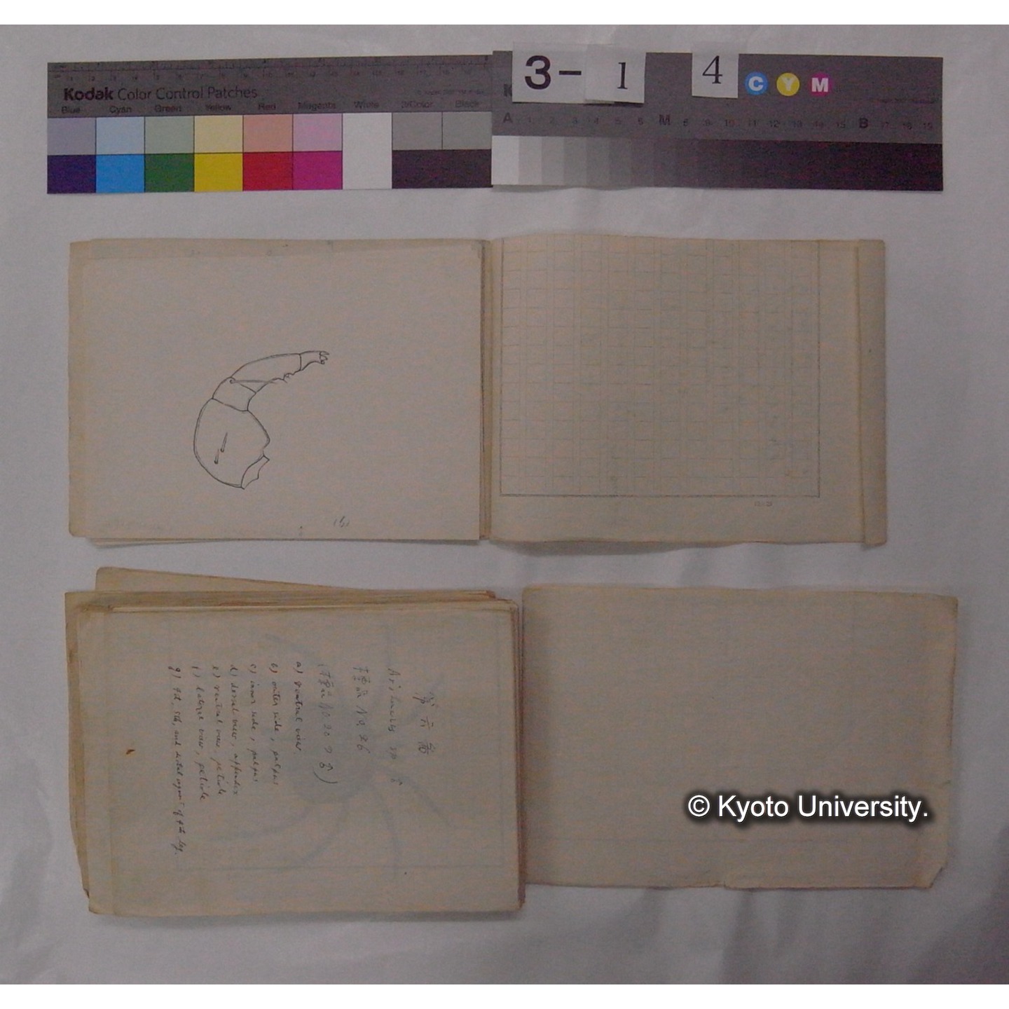 ミズダニ類標本スケッチ集 (11)